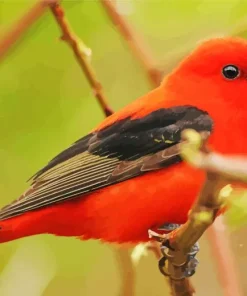 Adorable Scarlet Tanager Diamond Painting