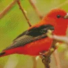 Adorable Scarlet Tanager Diamond Painting