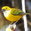 Adorable Silver Throated Tanager Diamond Painting