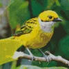 Adorable Silver Throated Tanager Bird Diamond Painting