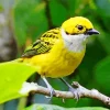 Adorable Silver Throated Tanager Bird Diamond Painting