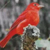 Adorable Summer Tanager Bird Diamond Painting