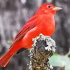 Adorable Summer Tanager Bird Diamond Painting