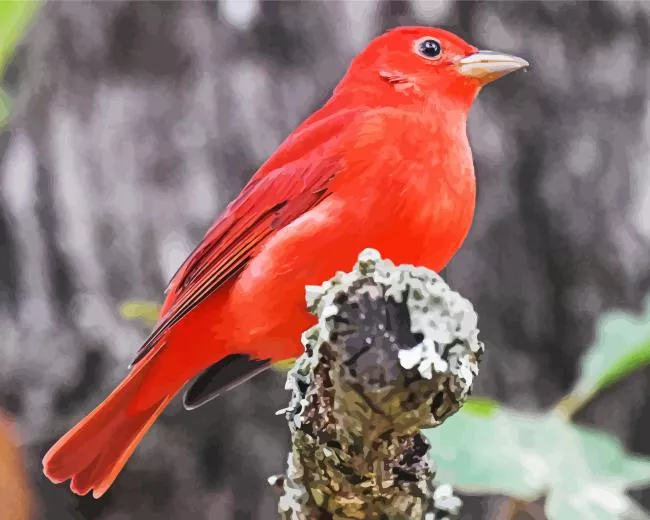 adorable Summer Tanager Bird Diamond Paintings Adorable Summer Tanager Bird Diamond Painting