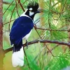 Adorable Tufted Jay Diamond Painting