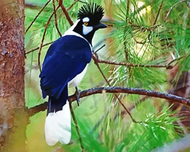 adorable Tufted Jay Diamond Paints Adorable Tufted Jay Diamond Painting