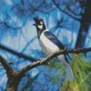 Adorable Tufted Jay bird Diamond Painting