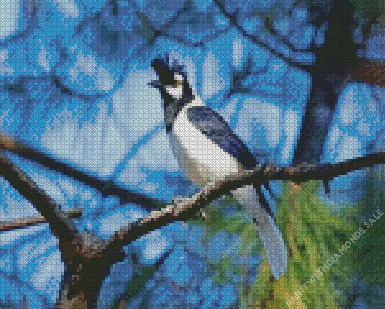 adorable Tufted Jay bird Diamond By Numbers Adorable Tufted Jay bird Diamond Painting