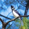 Adorable Tufted Jay bird Diamond Painting