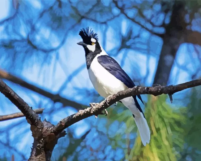 adorable Tufted Jay bird Diamond Paints Adorable Tufted Jay bird Diamond Painting