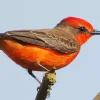 Adorable Vermilion Flycatcher Diamond Painting