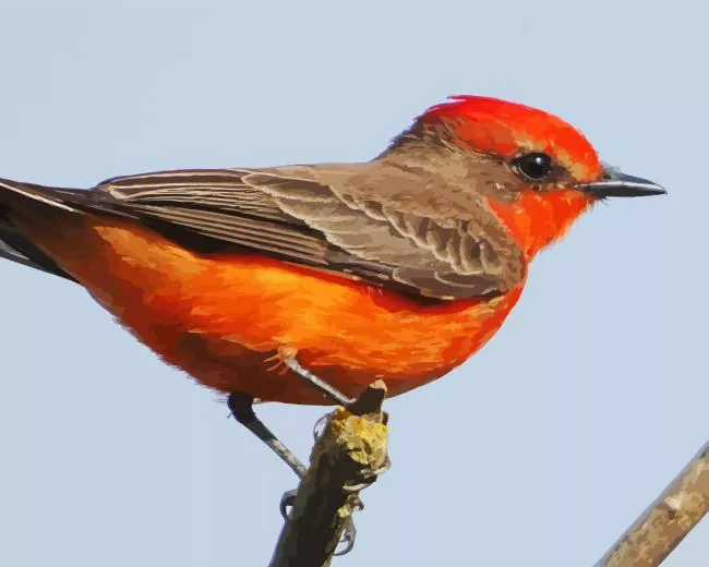 adorable Vermilion Flycatcher Diamond Paints Adorable Vermilion Flycatcher Diamond Painting