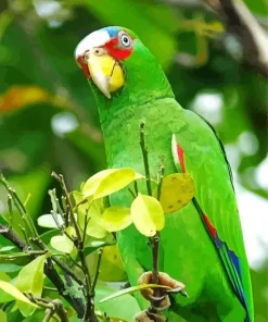 Adorable White Fronted Amazon Diamond Painting