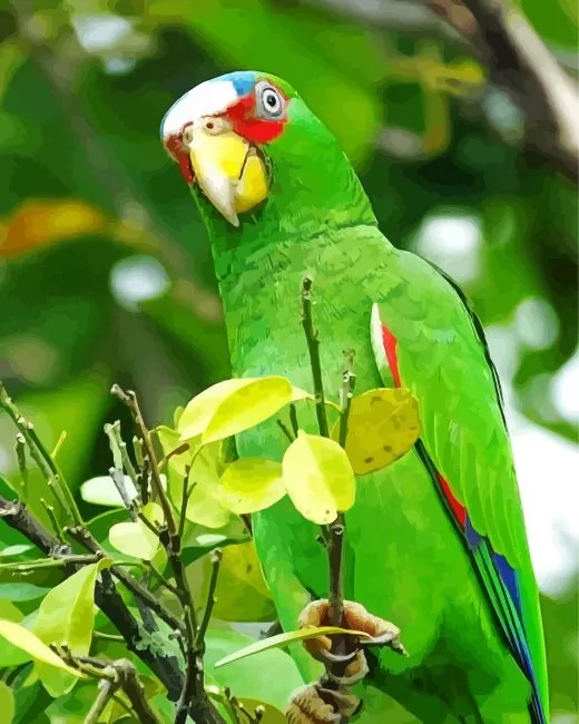 adorable White Fronted Amazon Diamond By Numbers Adorable White Fronted Amazon Diamond Painting