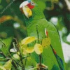 Adorable White Fronted Amazon Diamond Painting
