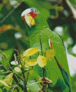 Adorable White Fronted Amazon Diamond Painting