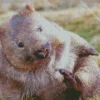 Adorable Wombat Diamond Painting