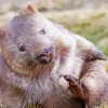Adorable Wombat Diamond Painting