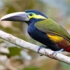 Adorable Yellow Eared Toucanet Diamond Painting