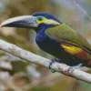 Adorable Yellow Eared Toucanet Diamond Painting