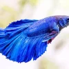 Adorable Blue Siamese Fighting Fish Diamond Painting