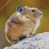 American Pika Diamond Painting