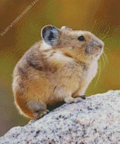 American Pika Diamond Painting