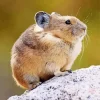 American Pika Diamond Painting