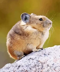 American Pika Diamond Painting