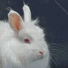Angora Rabbit Diamond Painting