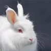 Angora Rabbit Diamond Painting