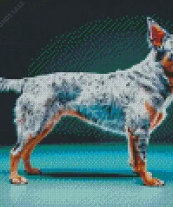 Australian Cattle Dog Diamond Painting