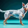 Australian Cattle Dog Diamond Painting