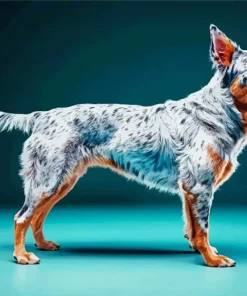 Australian Cattle Dog Diamond Painting