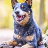 Australian Cattle Dog Art Diamond Painting