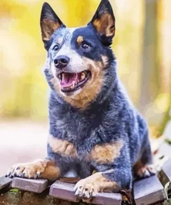 Australian Cattle Dog Art Diamond Painting