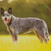 Australian Cattle Dog Breeder Diamond Painting