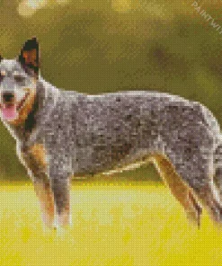 Australian Cattle Dog Breeder Diamond Painting