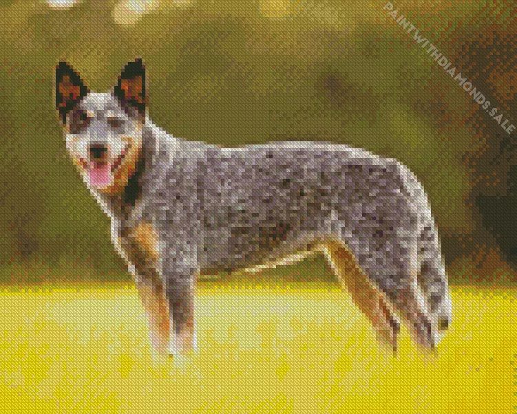 australian cattle dog breeder Diamond Dotz Australian Cattle Dog Breeder Diamond Painting