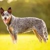 Australian Cattle Dog Breeder Diamond Painting