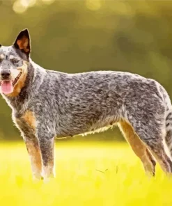 Australian Cattle Dog Breeder Diamond Painting
