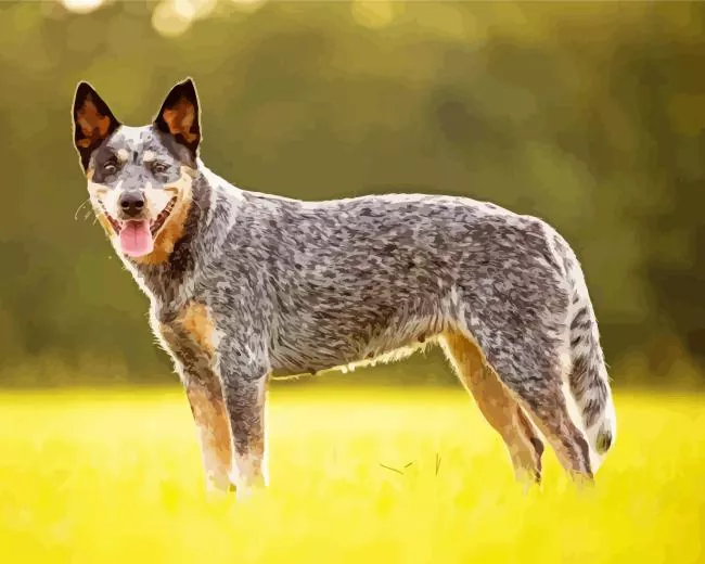 australian cattle dog breeder Diamond Paintings Australian Cattle Dog Breeder Diamond Painting