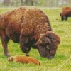 Baby Bison Diamond Painting