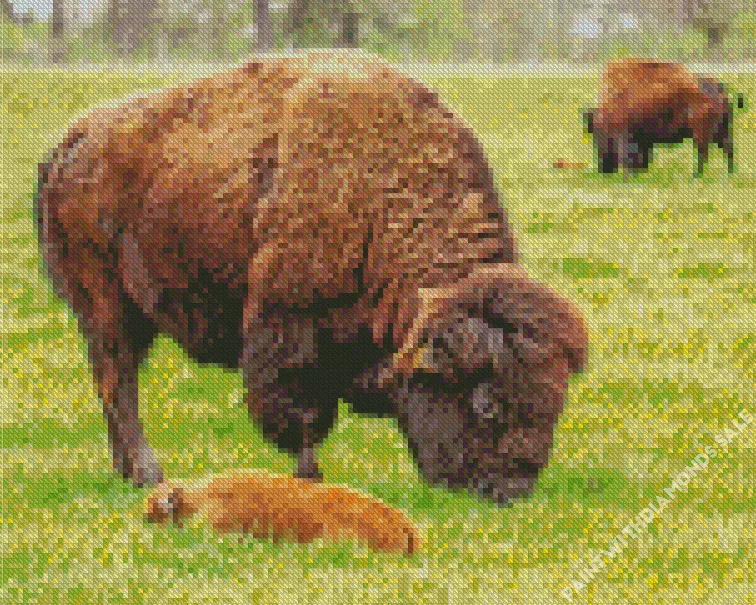 baby Bison Diamond By Numbers Baby Bison Diamond Painting