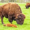 Baby Bison Diamond Painting