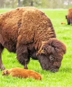 Baby Bison Diamond Painting