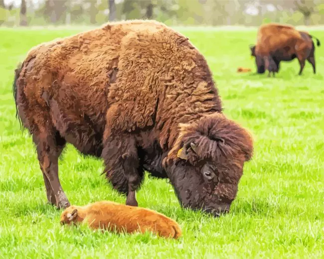 baby Bison Diamond Paintings Baby Bison Diamond Painting