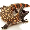 Baby Gila Monster Diamond Painting