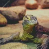 Baby Komodo Dragon Diamond Painting