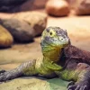 Baby Komodo Dragon Diamond Painting